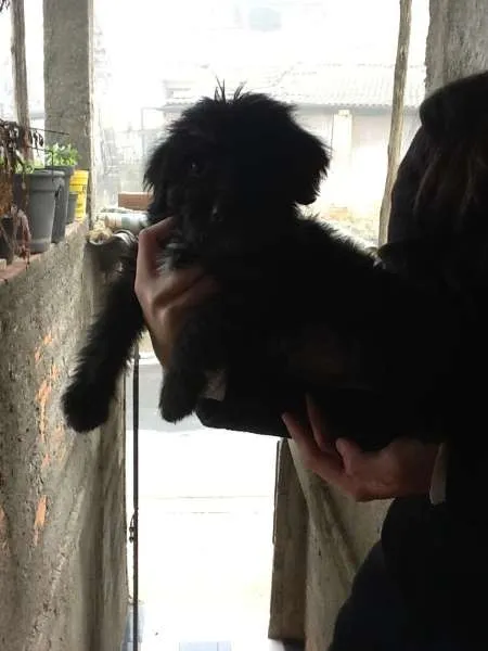Cachorro ra a SRD idade 2 a 6 meses nome Neguinha