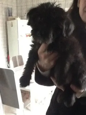 Cachorro raça SRD idade 2 a 6 meses nome Neguinha