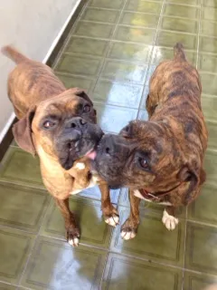 Cachorro ra a Boxer idade 3 anos nome Timão e Pumba