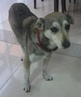 Cachorro ra a SRD idade 5 anos nome Belinha