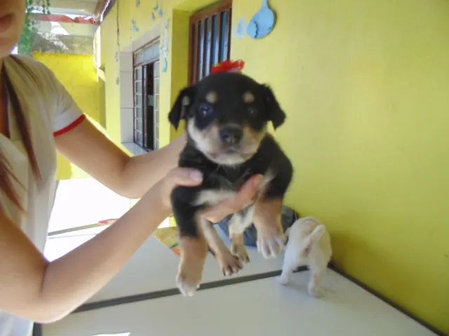 Cachorro ra a SRD idade Abaixo de 2 meses nome Filhotes