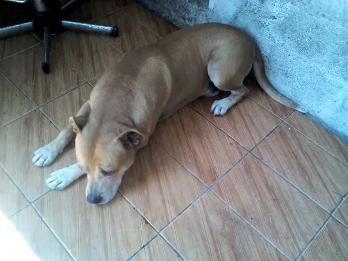 Cachorro ra a Pit-Bull idade 3 anos nome SULTÃO