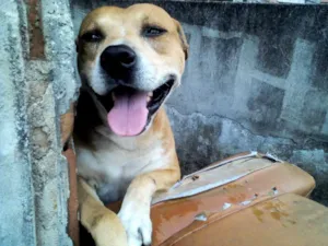 Cachorro raça Pit-Bull idade 3 anos nome SULTÃO