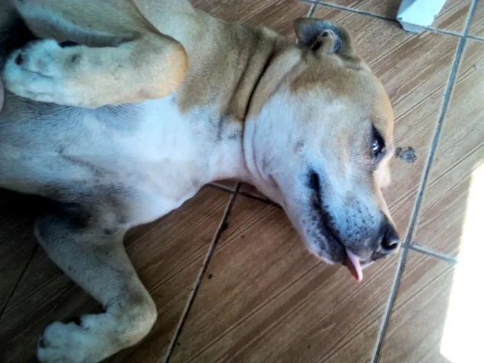Cachorro ra a Pit-Bull idade 3 anos nome SULTÃO