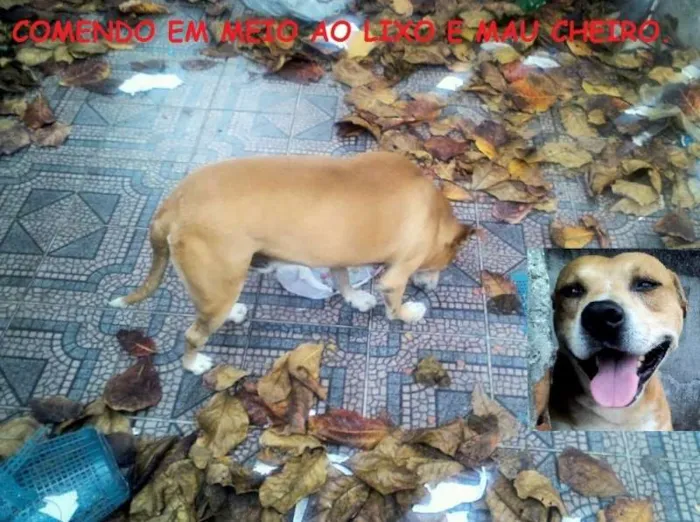 Cachorro ra a Pit-Bull idade 3 anos nome SULTÃO