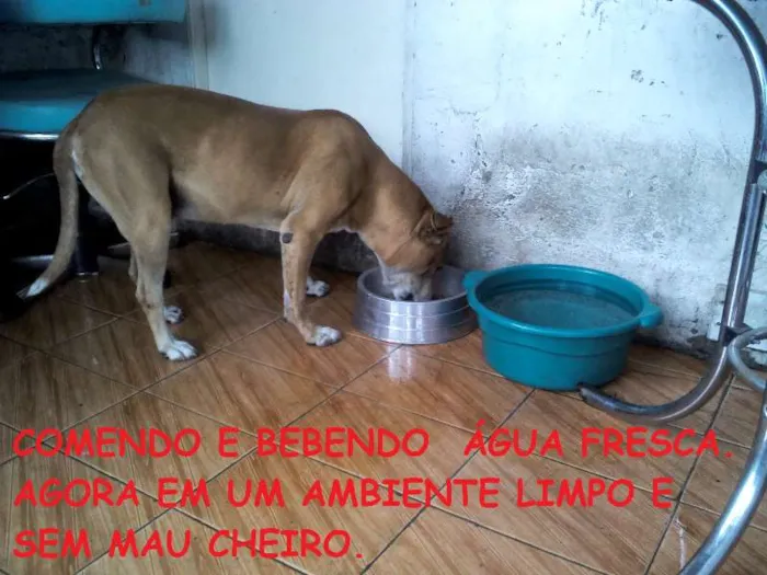 Cachorro ra a Pit-Bull idade 3 anos nome SULTÃO