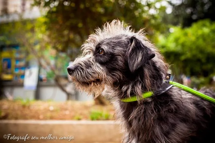 Cachorro ra a SRD idade 2 anos nome Imperador 