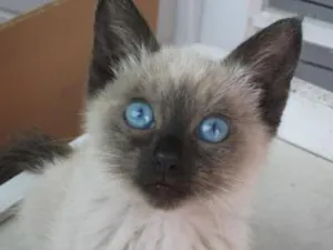 Gato raça siamesa idade 2 a 6 meses nome Anne