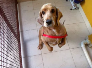 Cachorro raça Cocker idade 6 ou mais anos nome Scooby