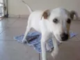 Laila