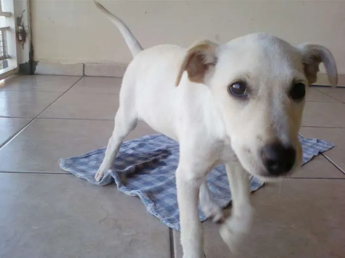 Cachorro ra a  idade 2 a 6 meses nome Laila