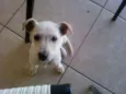 Laila