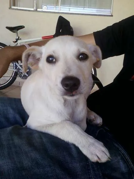 Cachorro ra a  idade 2 a 6 meses nome Laila