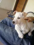 Laila