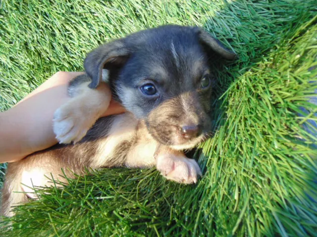 Cachorro ra a SRD idade Abaixo de 2 meses nome Filhotes