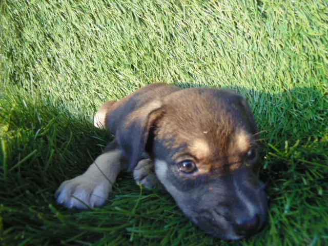 Cachorro ra a SRD idade Abaixo de 2 meses nome Filhotes