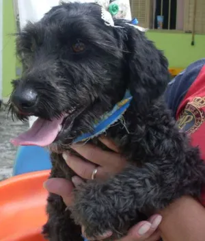 Cachorro raça Poodle idade 1 ano nome Pretinha