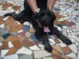 Pretinha