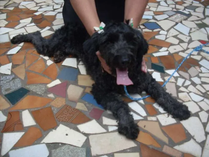 Cachorro ra a Poodle idade 1 ano nome Pretinha