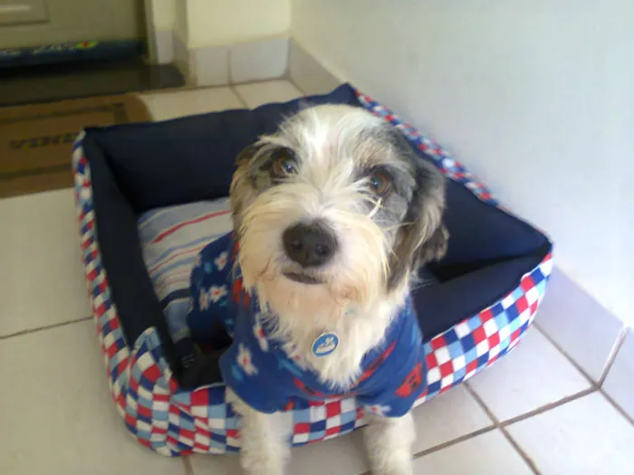 Cachorro ra a SRD idade 3 anos nome Pancho