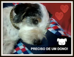 Cachorro raça SRD idade 3 anos nome Pancho