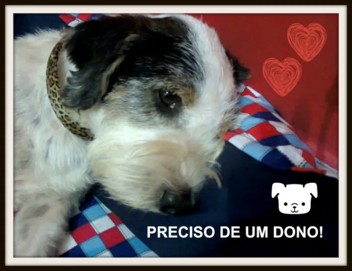 Cachorro ra a SRD idade 3 anos nome Pancho