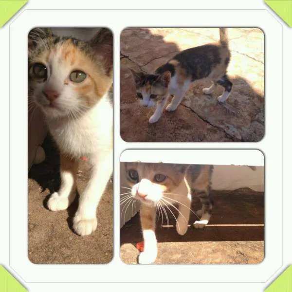 Gato ra a SRD idade Abaixo de 2 meses nome Candy