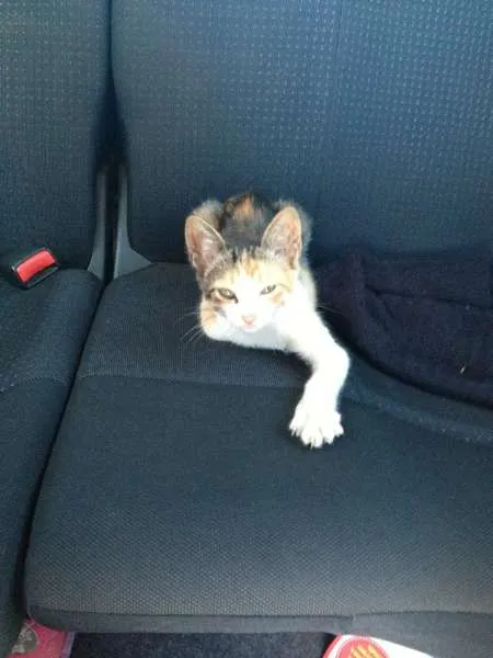 Gato ra a SRD idade Abaixo de 2 meses nome Candy