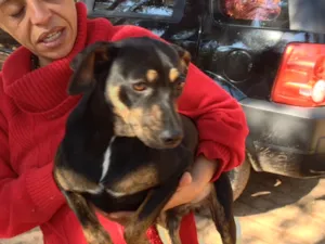 Cachorro raça mestiço basset  idade 1 ano nome Teteo