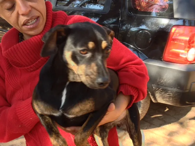 Cachorro ra a mestiço basset  idade 1 ano nome Teteo