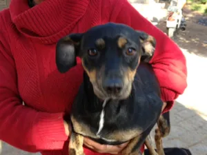 Cachorro raça mestiço basset idade 1 ano nome Teteia