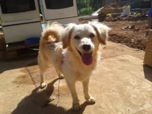 Cachorro raça SRD idade 2 anos nome Floquinho