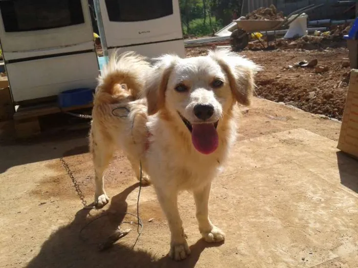 Cachorro ra a SRD idade 2 anos nome Floquinho