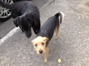 Cachorro raça SRD idade 1 ano nome Florinha