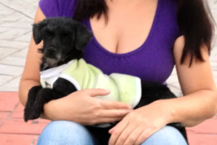 Cachorro ra a Mestiça poodle idade 2 anos nome Pequena