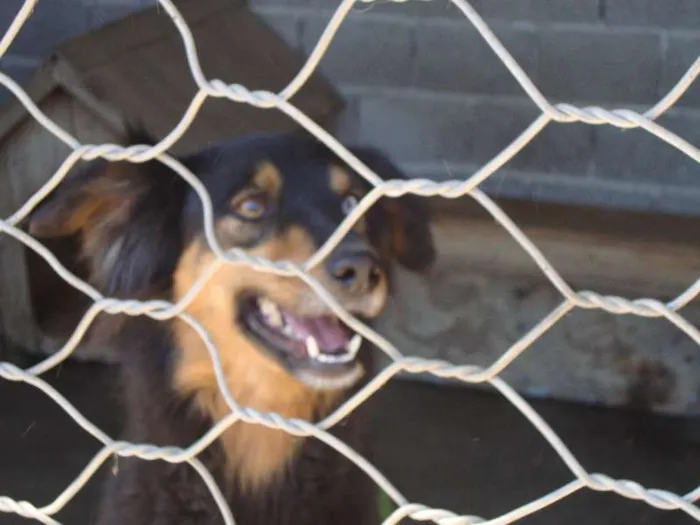 Cachorro ra a INDEFINIDA idade 4 anos nome KIARA
