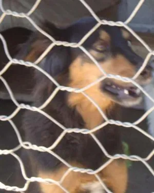 Cachorro raça INDEFINIDA idade 4 anos nome KIARA