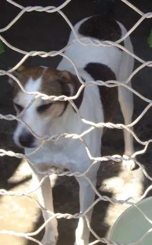 Cachorro raça indefinida idade 4 anos nome Mascara