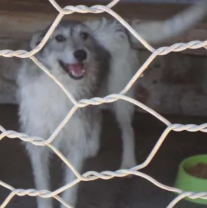 Cachorro raça SRD idade  nome Xuxa