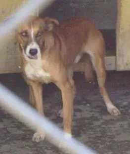 Cachorro raça SRD idade  nome Bebê