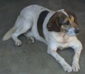 Cachorro raça SRD idade  nome Billy