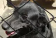 Pequena