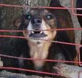 Cachorro raça SRD idade  nome Brenda Lee