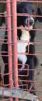 Cachorro raça SRD idade  nome IG