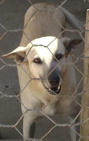Cachorro ra a SRD idade  nome Princesa