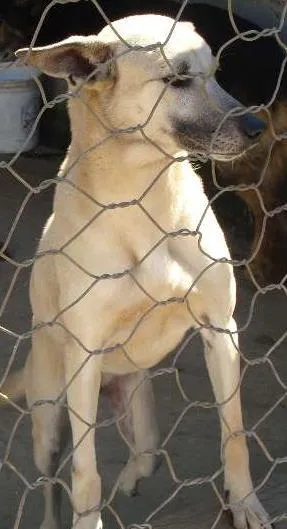 Cachorro ra a SRD idade  nome Princesa