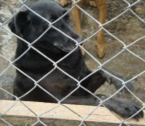 Cachorro raça SRD idade  nome Pequena