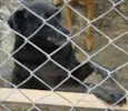 Pequena