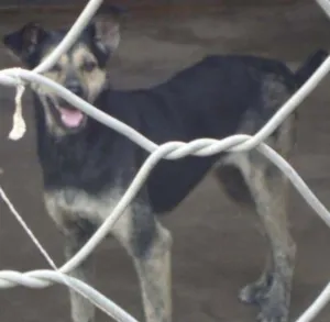Cachorro raça SRD idade  nome Pretinha