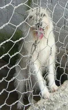 Cachorro raça SRD idade  nome Xuxinha